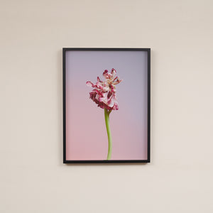 Tulip Dancer