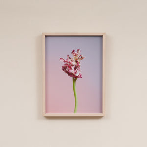 Tulip Dancer