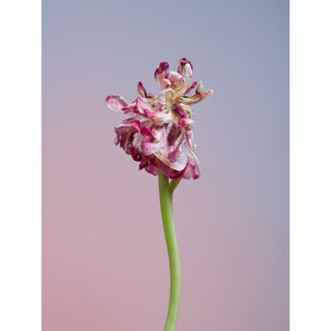 Tulip Dancer