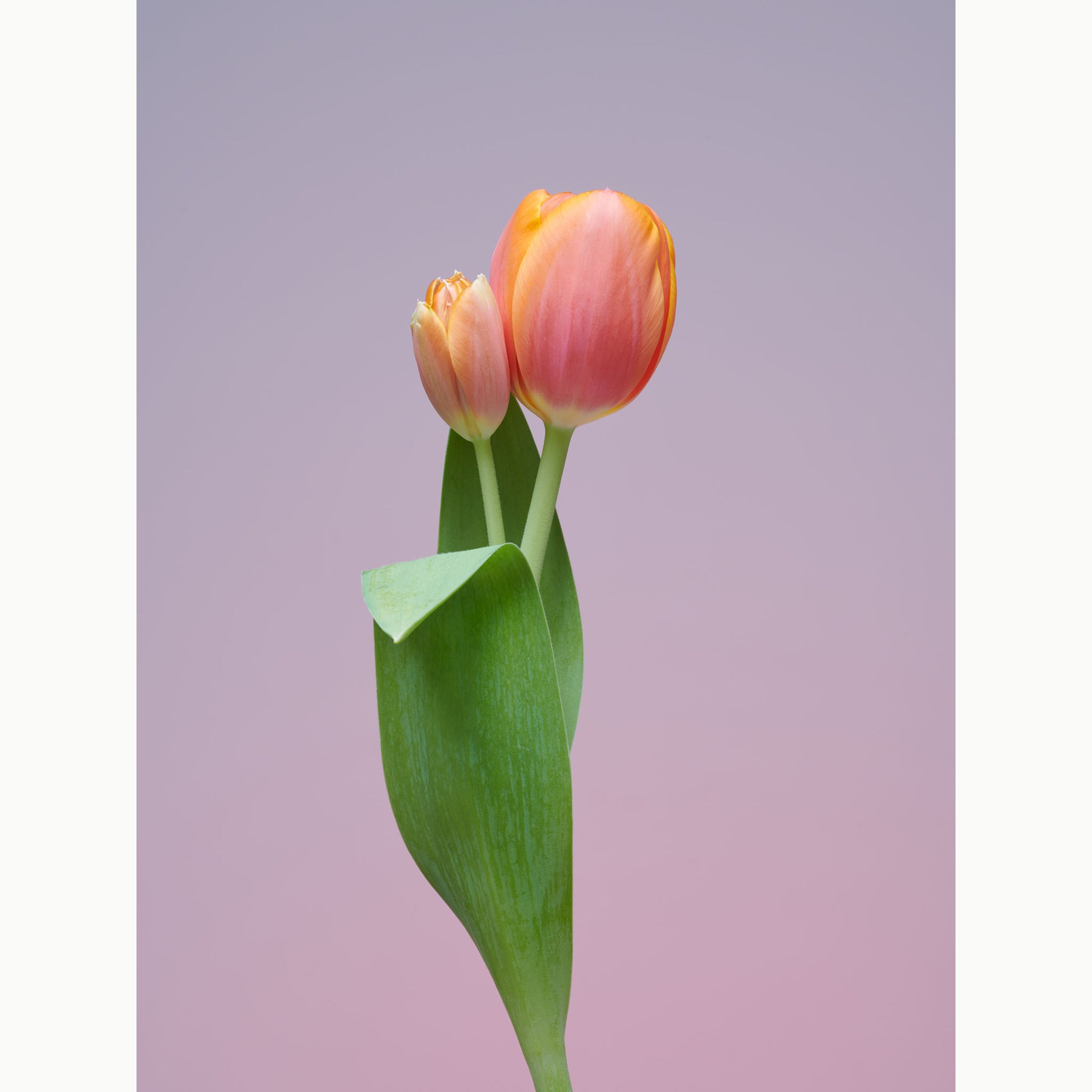 Tulip Baby Front