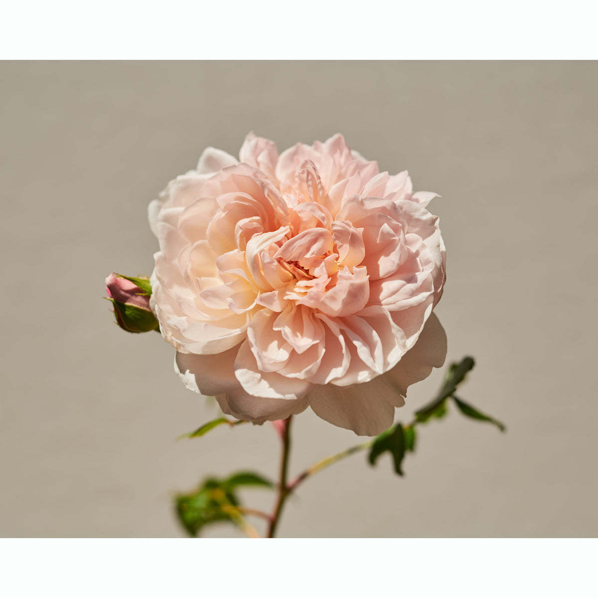 Rose dusky blush