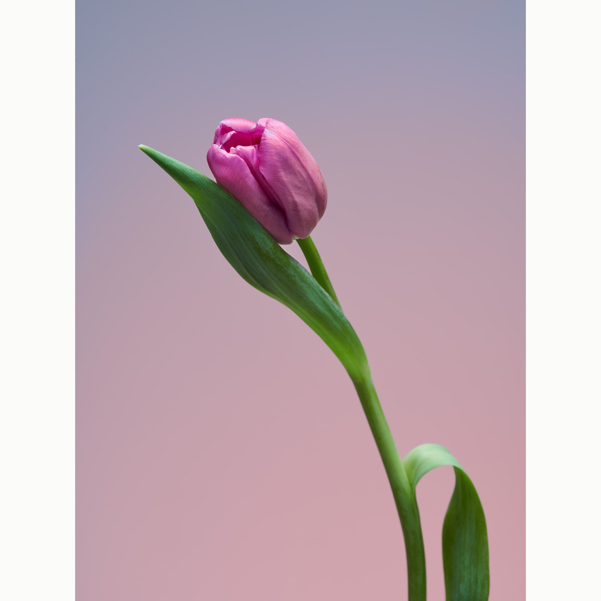 Tulip Damsel