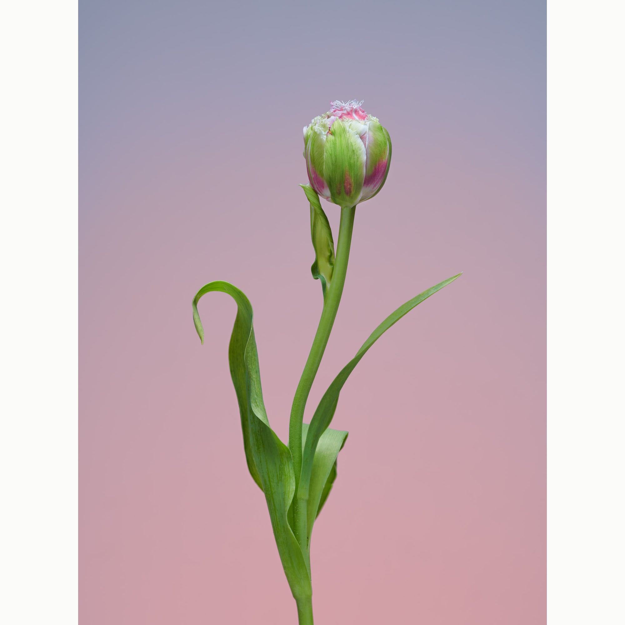 Tulip The Conversationalist-1