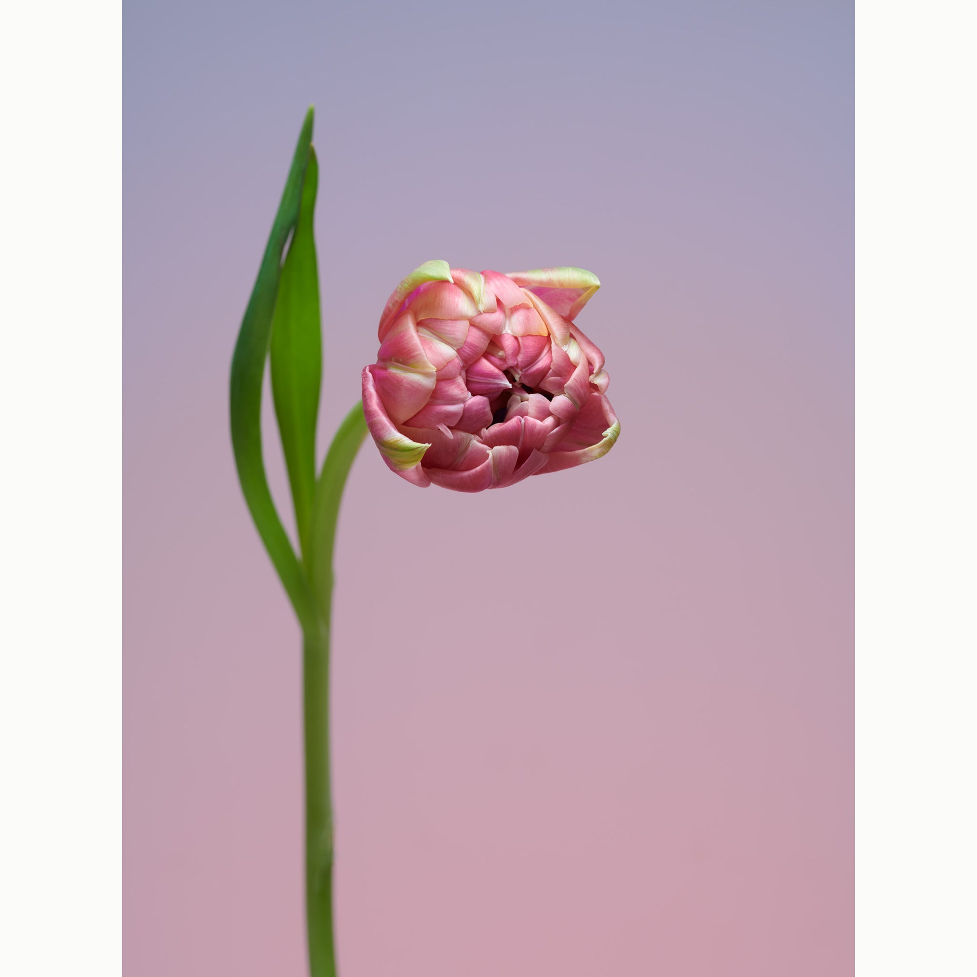 Tulip Stoopy