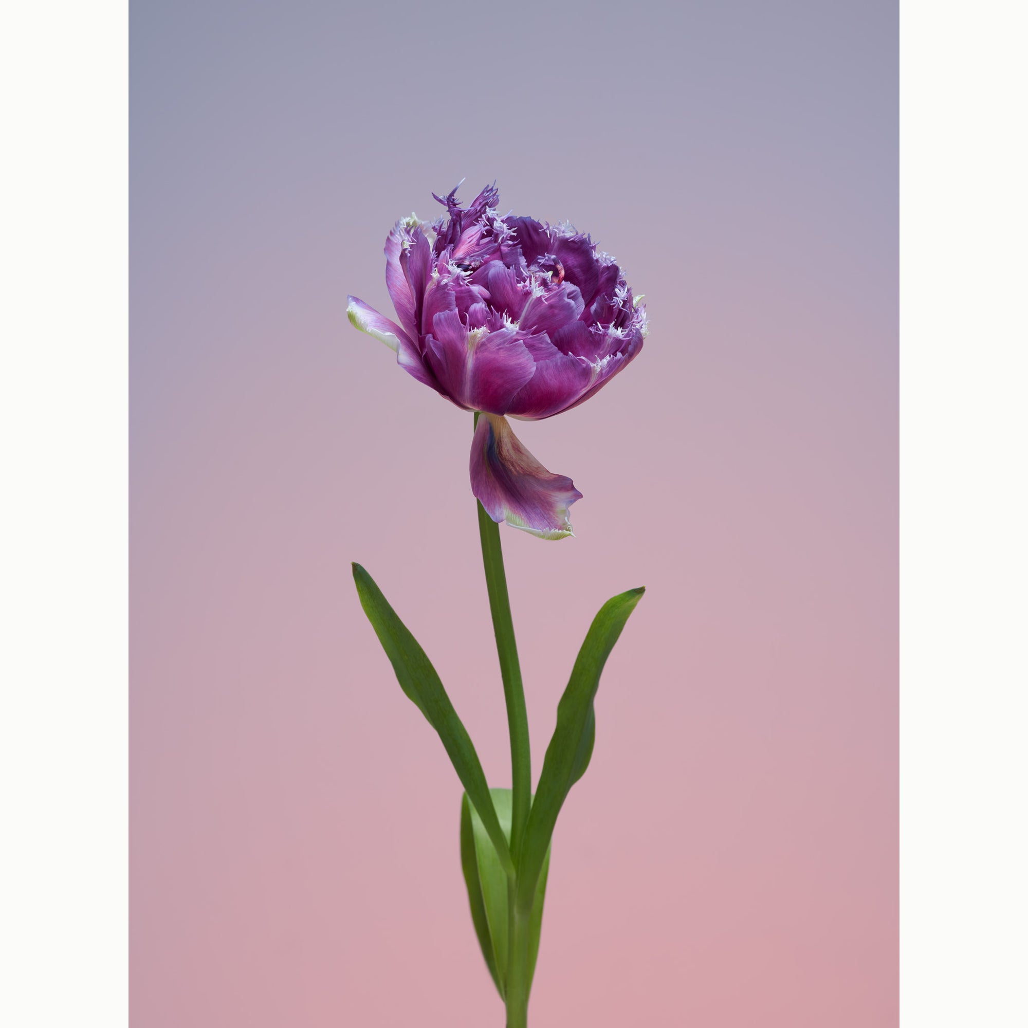 Tulip Elegant