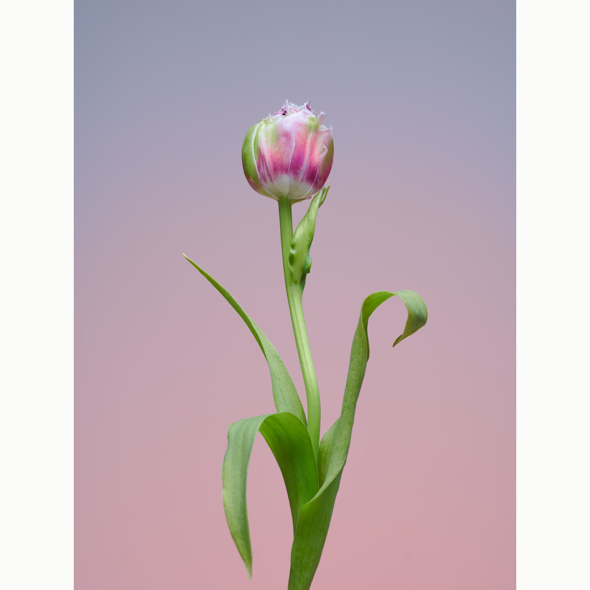 Tulip The Conversationalist-3