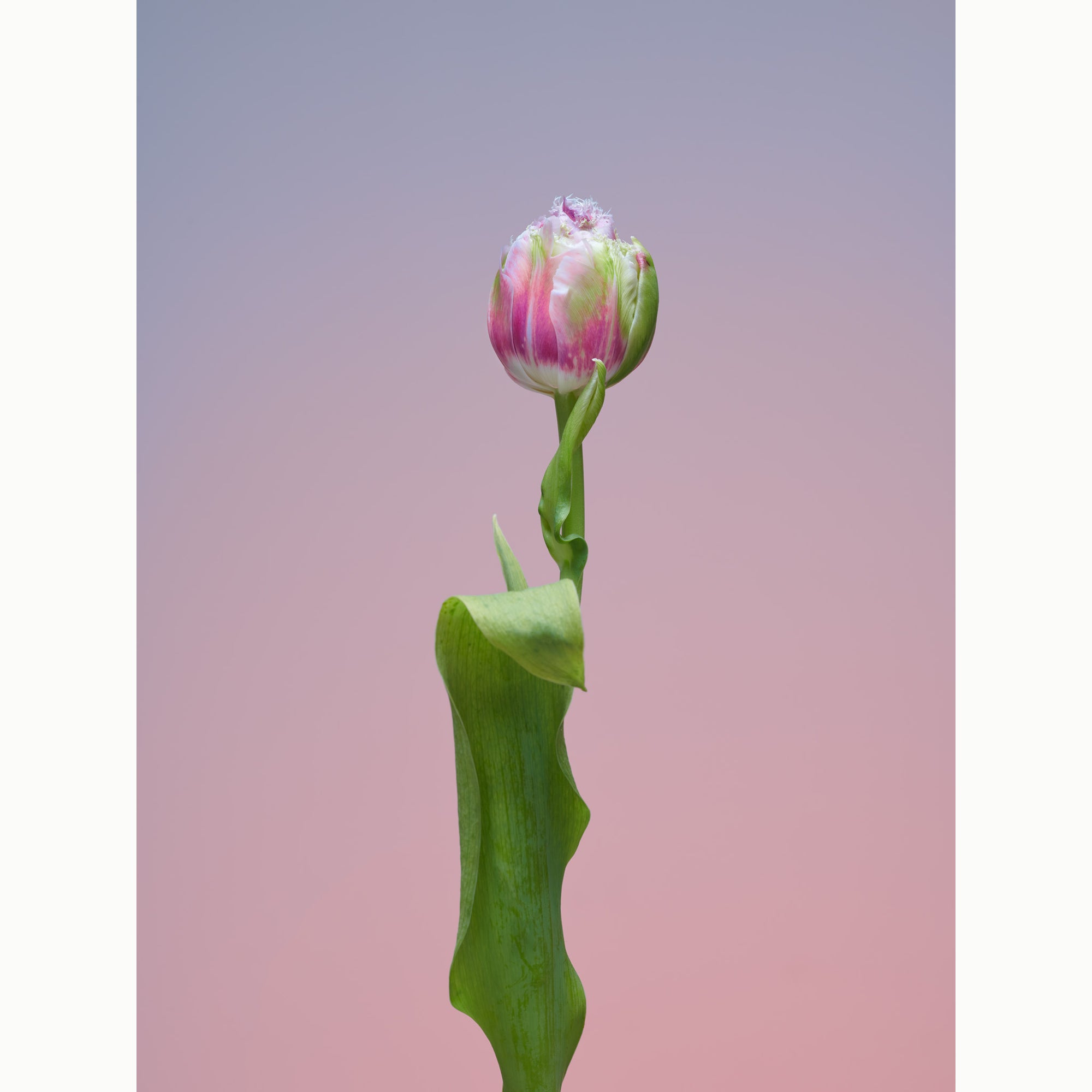 Tulip The Conversationalist-2