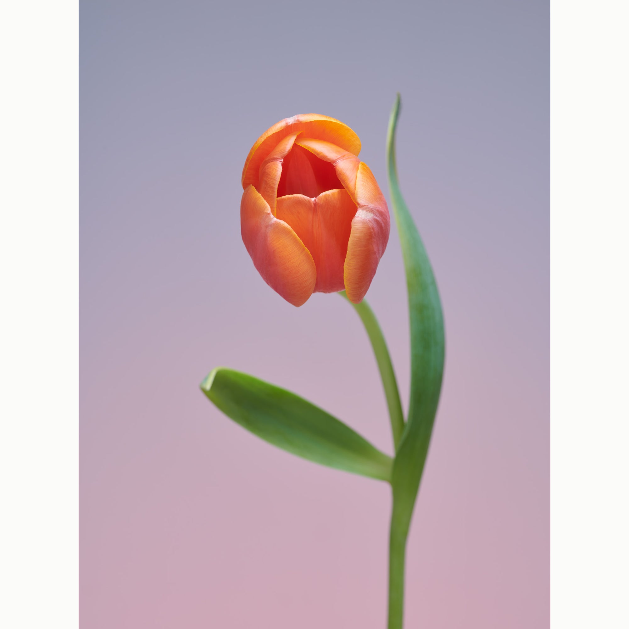 Tulip Crooner