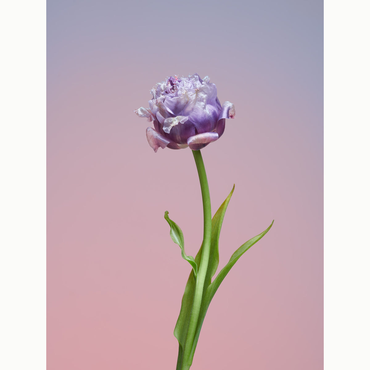 Tulip Lilac