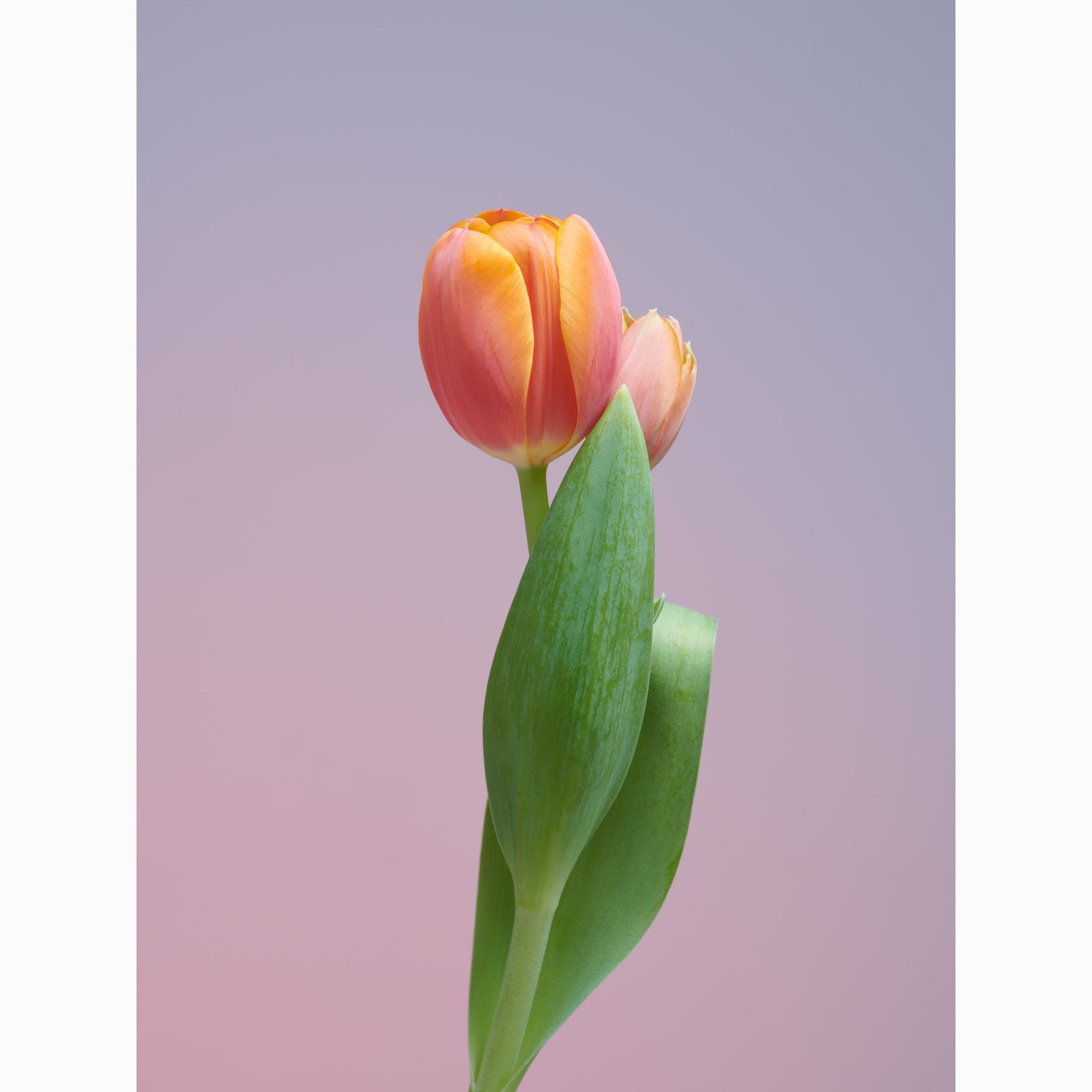 Tulip Baby-Back
