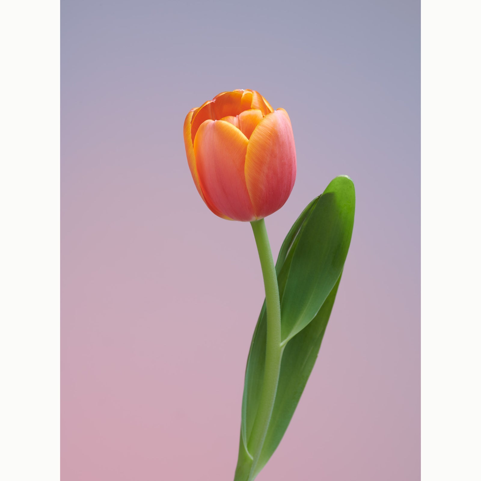 Tulip Surfer