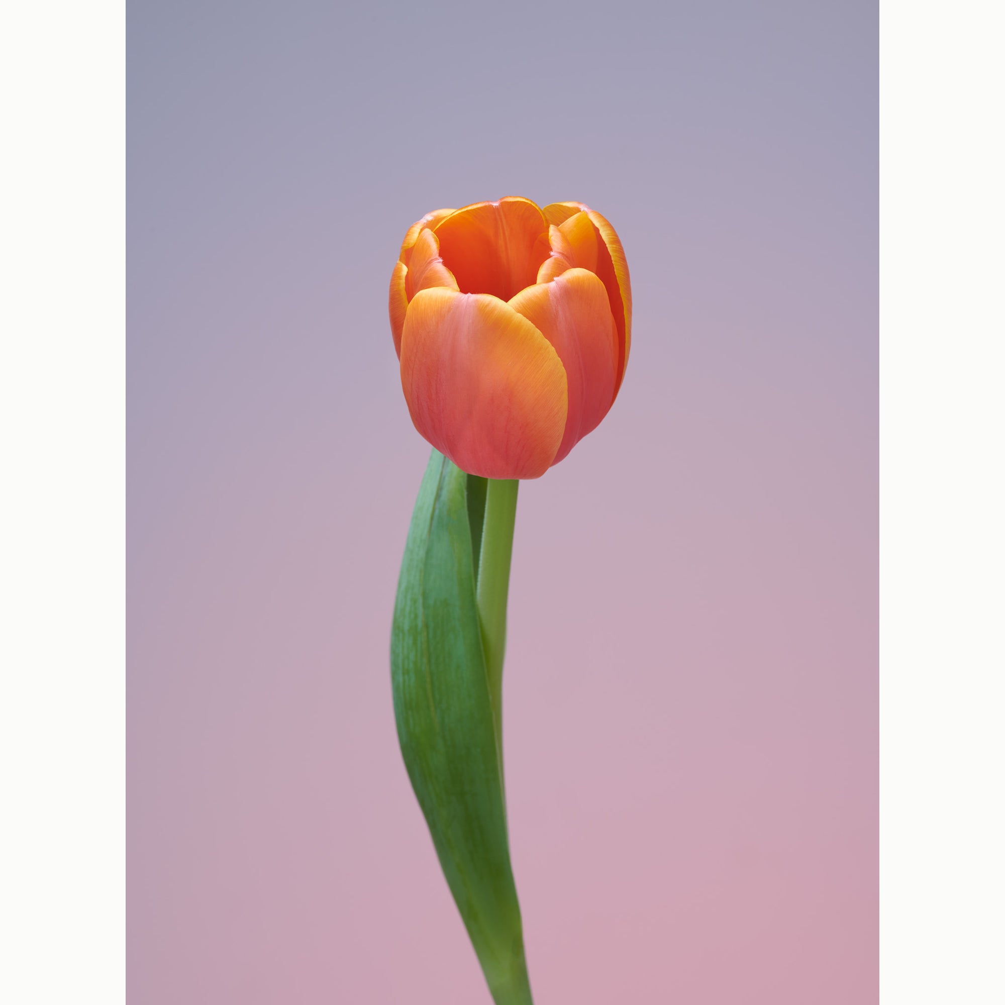 Tulip Tangerine Swing