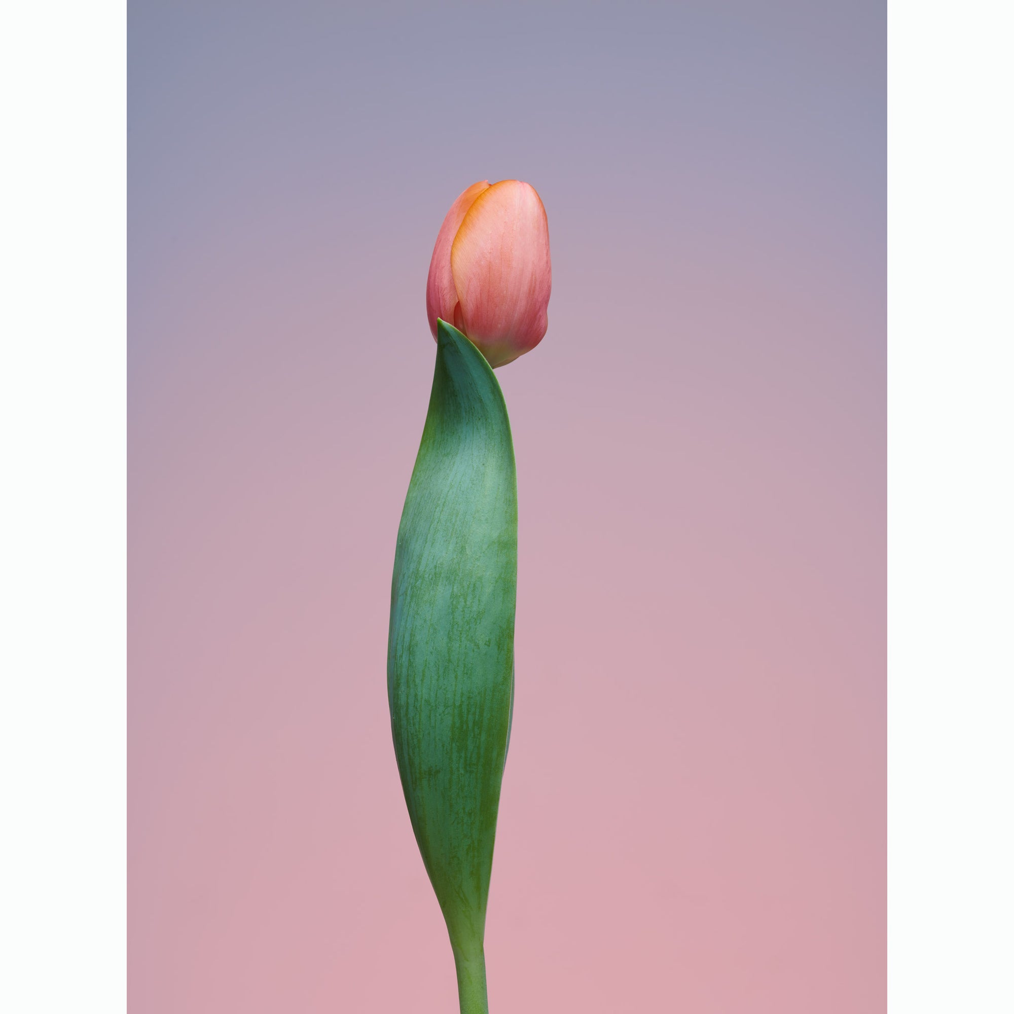 Tulip Discreet