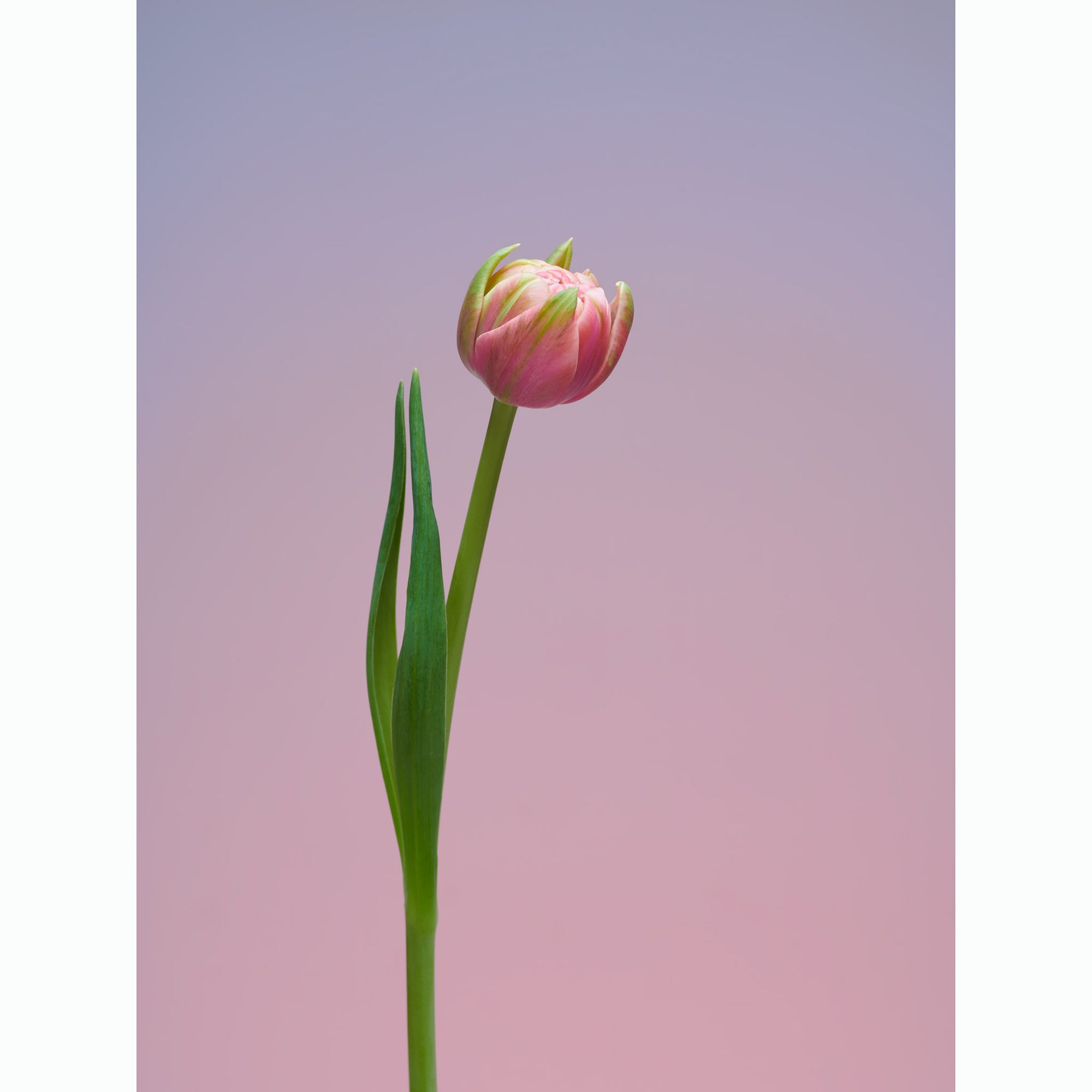 Tulip Happy