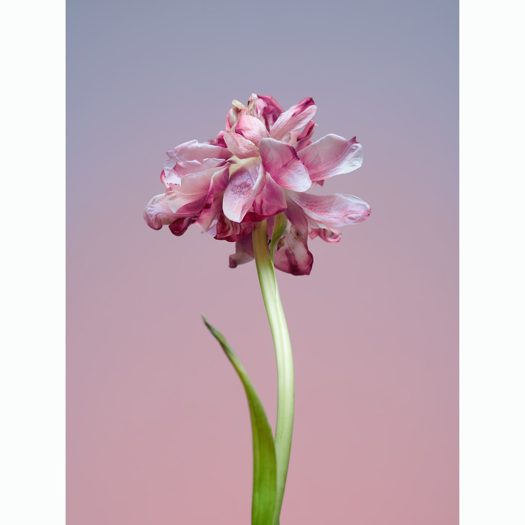 Tulip Marshmallow