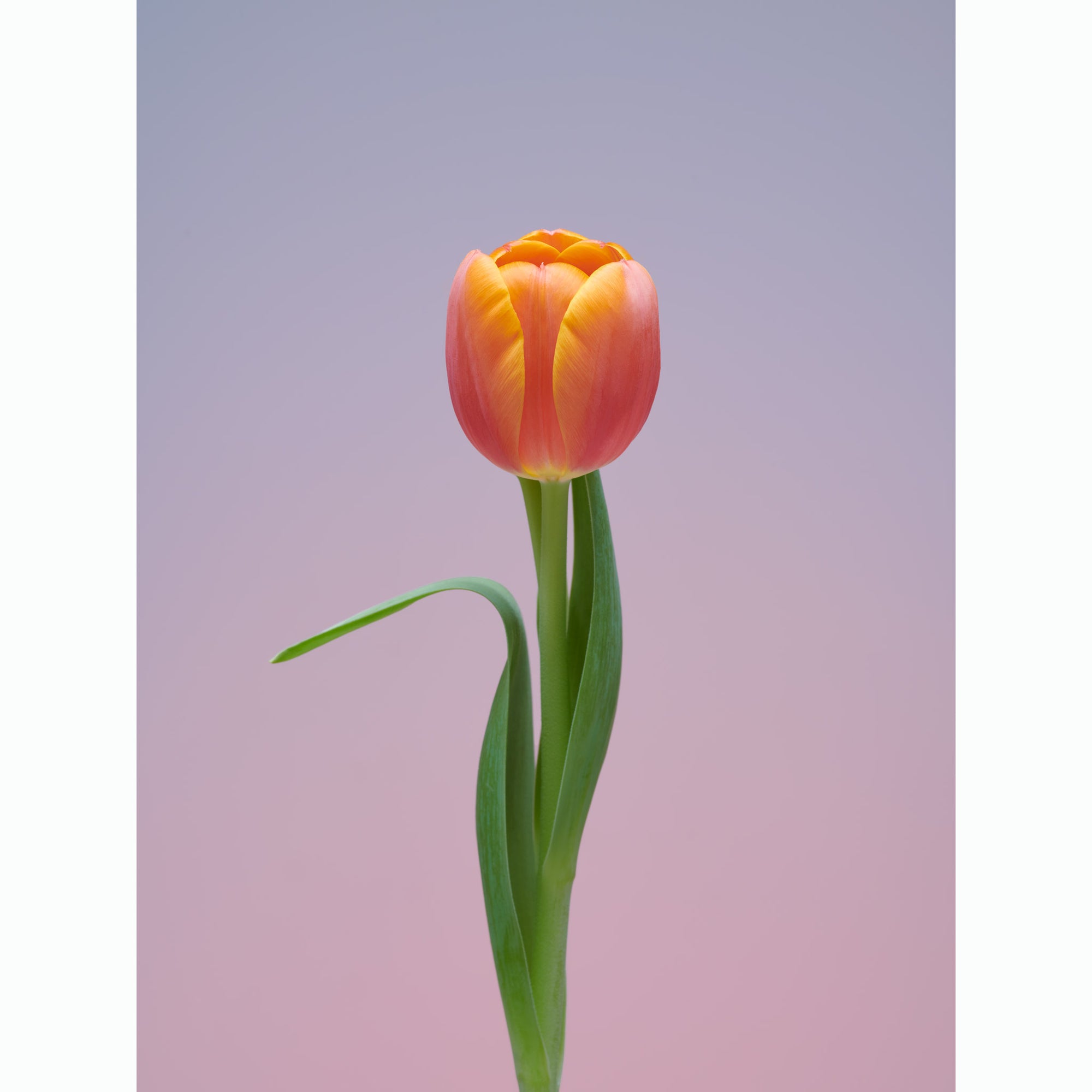 Tulip Sassy
