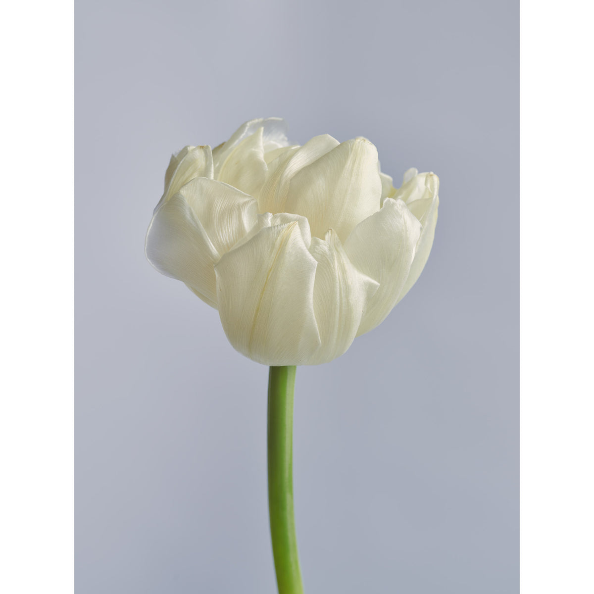 Tulip White Rebel